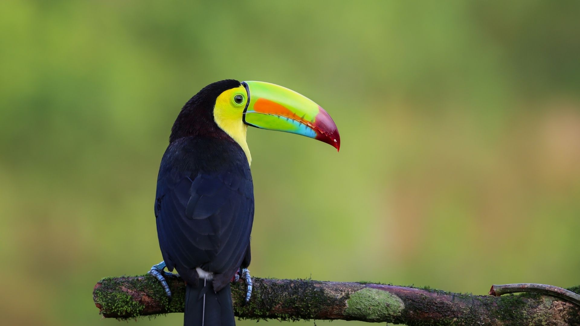 Costa Rican tucan nacional